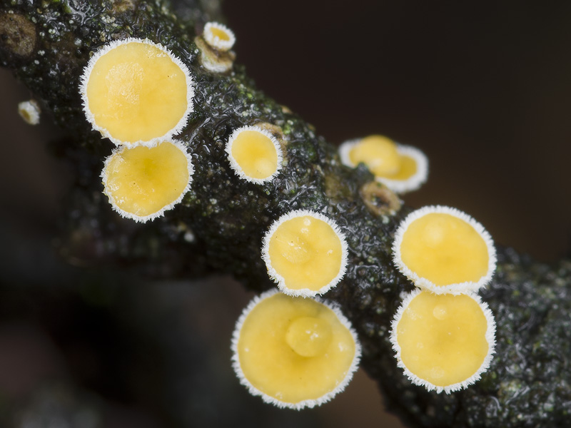 Lachnellula calyciformis